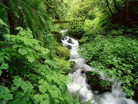 Water Nature Forests Streams Wallpapers Hd Desktop And Mobile