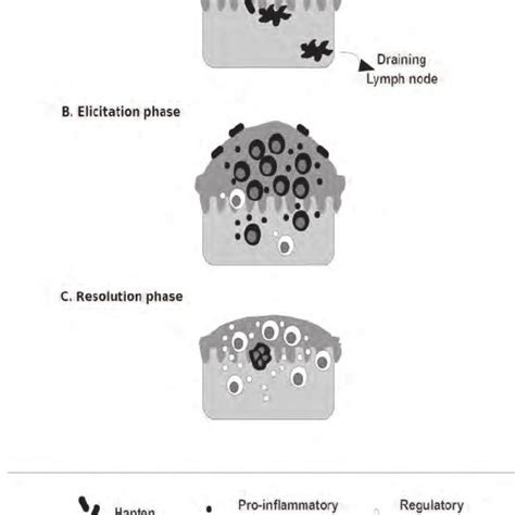 Schematic Representation Of The Pathophysiology Of The Different Phases