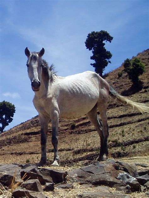 List Of Ethiopian Horses Native