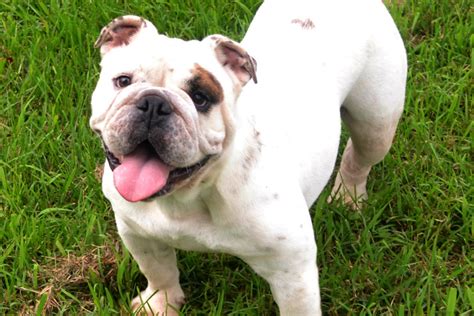 Bulldogs are wonderful dogs but their journey into the world is far from simple. Healthy English Bulldog Females - Professional Breeders | Bruiser Bulldogs