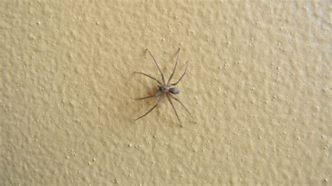 Is This A Brown Recluse We Had A Ton Of These In My House Last Year