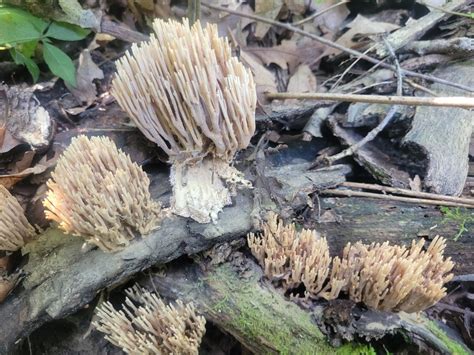 Upright Coral Fungus From Marshall County Us In Us On August 20 2021