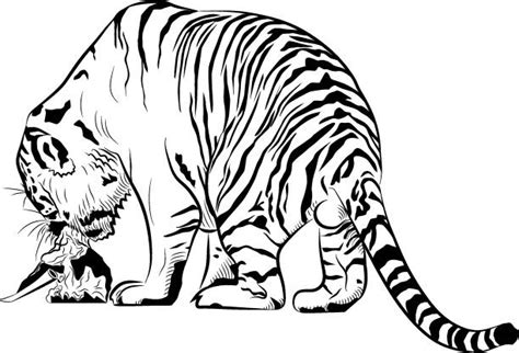 Tiger Eating Meat Illustrations Royalty Free Vector Graphics And Clip