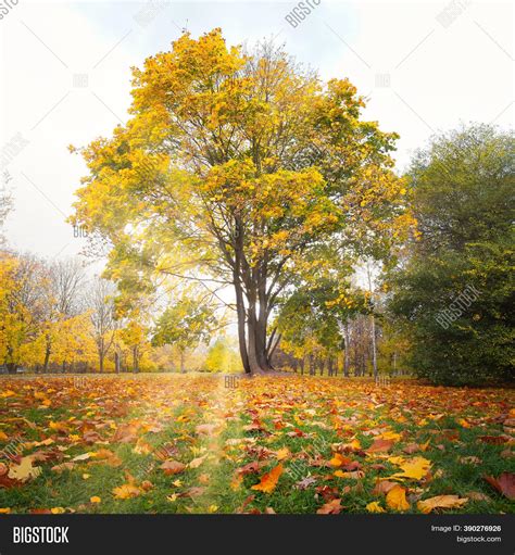 Maple Tree Beautiful Image And Photo Free Trial Bigstock