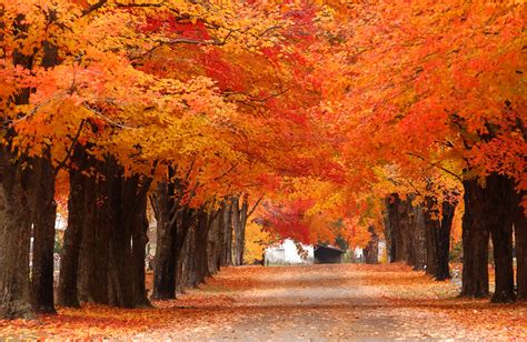 fall colored tree wallpaper maxipx