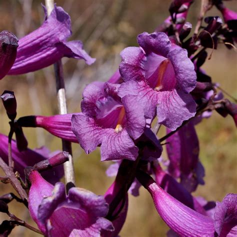 Jacaranda Caroba Jacaranda Caroba Vell Dc Bignoniaceae… Flickr