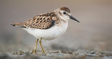 Least Sandpiper Identification All About Birds Cornell Lab Of Ornithology