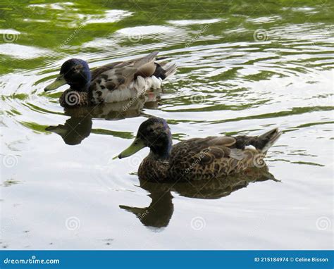 Couple Of Mallard Ducks With Blue Head Stock Photo Image Of Pond