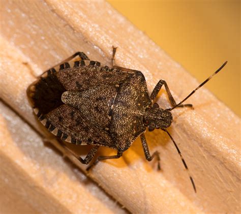 What Does A Stink Bug Look Like Infestation Tips Assured Environments