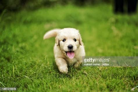 Golden Retriever Puppy Grass Photos And Premium High Res Pictures