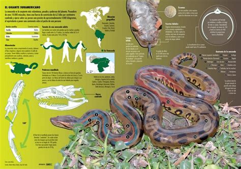La Anaconda Infographic Infografia De Animales Informacion De