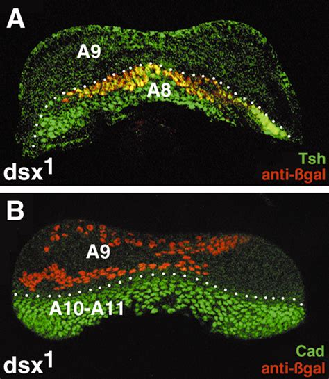 development of the drosophila genital disc requires interactions between its segmental primordia