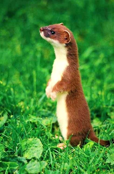🍒 Weasel Animals Beautiful Cute Animals Woodland Animals