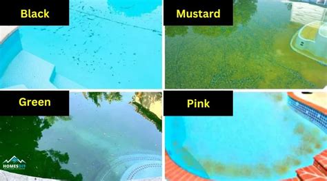 Mustard Algae In Pool How To Treat And Get Rid Of Algae