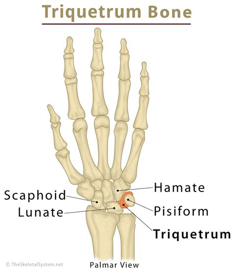 Triquetrum Bone Location Anatomy Function And Diagram