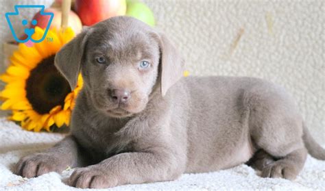 Silver labs are sweet dogs that tend to be active, easy to train, & make great family pets. Smarty | Labrador Retriever - Silver Puppy For Sale ...