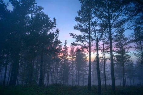 Mist Forest Sunrise Trees Shrubs Nature Blue Landscape