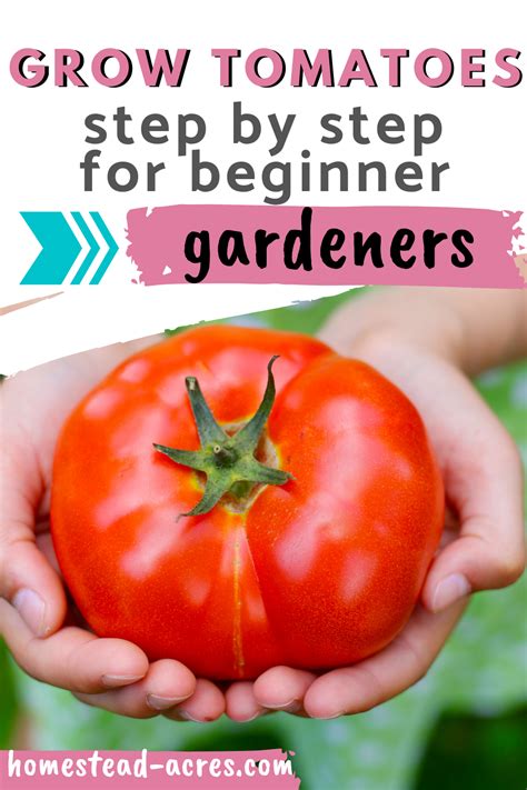 How To Grow Tomatoes Ultimate Beginners Guide Growing Tomatoes