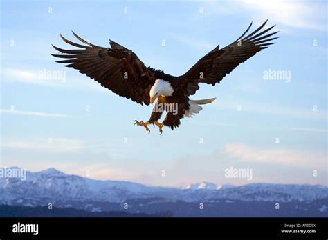Bald Eagle With Talons Extended Prepairing To Land Homer Spit Kachemak