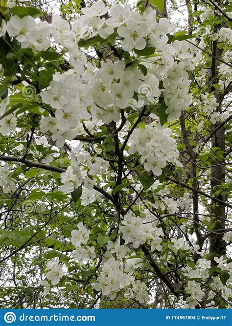 Clusters Of White Flowers Stock Photo Image Of Tree 174857804