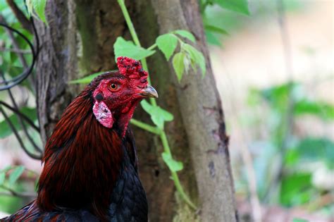 Download Free Photo Of Cockerelroosterchickenmalecock From