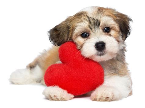 Puppy Valentines Day Wallpapers Wallpaper Cave