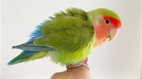 Rosy Faced Lovebird Sounds Lovebird Sounds And Singing Peach Faced Lovebird Youtube