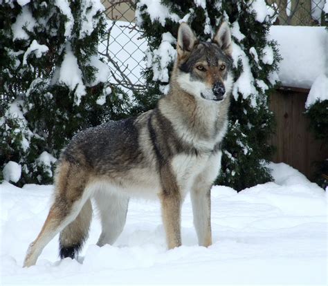 The wolf dog currently weighs over 120lbs and his dna is a mix of gray wolf, siberian he will show those big pearly whites and growl and let you know that you need to back up and leave the enclosure. slowly the star decided which of. Kugsha Dog Info, History, Temperament, Training, Puppy ...