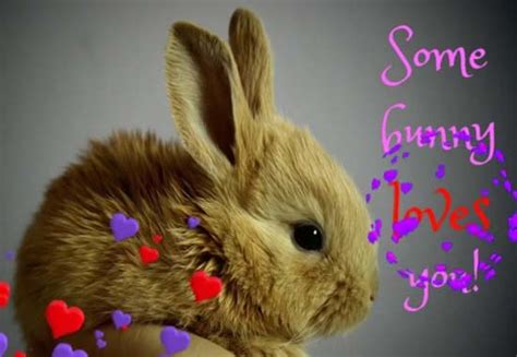 Some Bunny Love Code Free Cute Love Ecards Greeting Cards 123 Greetings