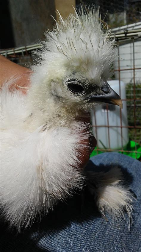 About 10 Week Old Silkie Sexing BackYard Chickens Learn How To