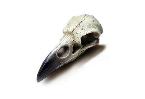 Reliquary Replica Raven Skull