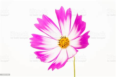 Isolated Pink Cosmos Flower On White Stock Photo Download Image Now