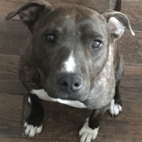 Pit Bull Terrier And American Staffordshire Terrier Mix