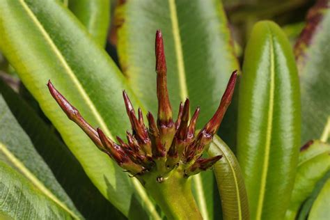 Photo Of The Closeup Of Buds Sepals And Receptacles Of Pachypodium
