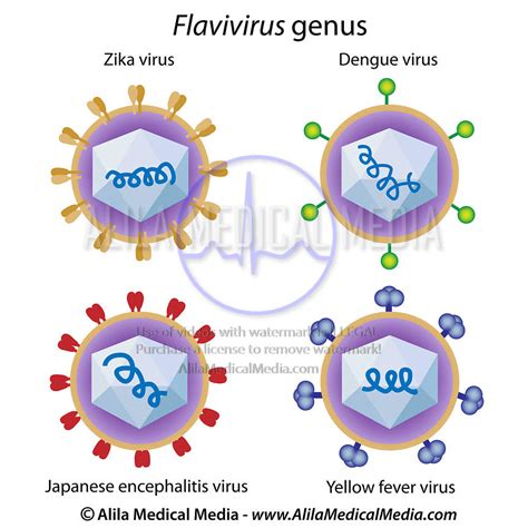 Alila Medical Media Viruses Of The Flavivirus Genus Medical