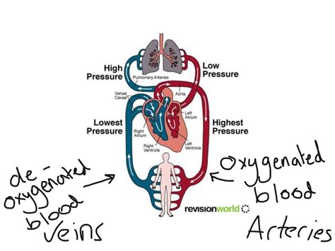 The heart is a muscular organ with four chambers. Double circulatory system diagram | Science, Biology, anatomy, Veins | ShowMe