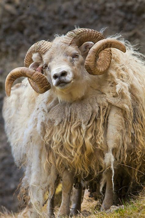 Icelandic Sheep Southern Iceland The Icelandic Sheep Is A Breed Of