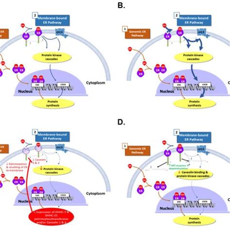 Estrogen Receptor 1 Signaling In Wild Type Mice And In Various Download Scientific Diagram