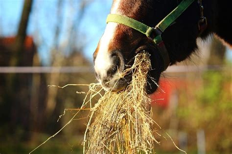 10 Diy Horse Hay Feeders You Can Build Today With Pictures Pet Keen