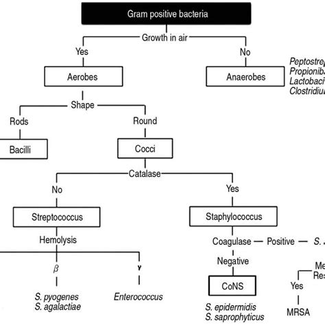 Gram Negative Bacteria Classification