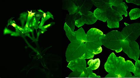 These Stunning Genetically Engineered Plants Glow Bright Green Vice