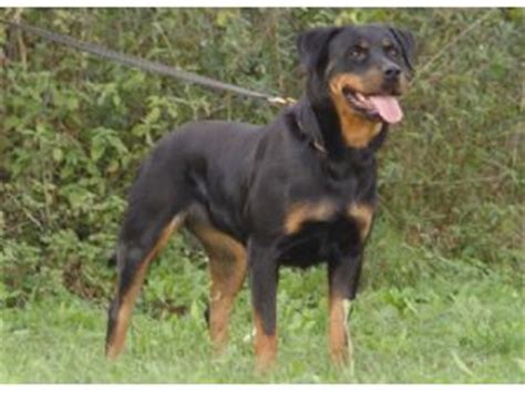 Alibaba.com offers 848 rottweiler puppies products. Rottweiler puppies in prescott az