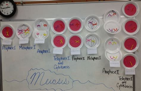 Meiosis Bulletin Board For Teaching Life Science In Middle School