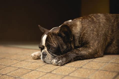 Premium Photo Sad Lonely Pet French Bulldog Dog Boring And Depressed