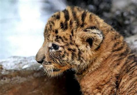 Tigon Cub Tiger Pinterest Cubs