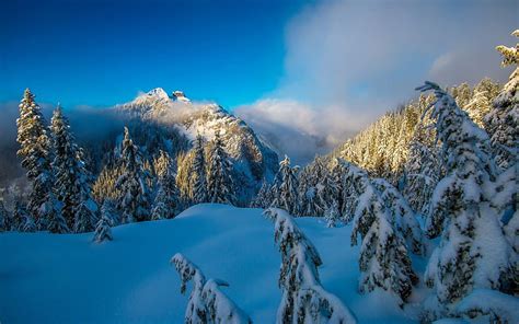 British Columbia Vancouver North Shore Winter Snow Tree Mountains