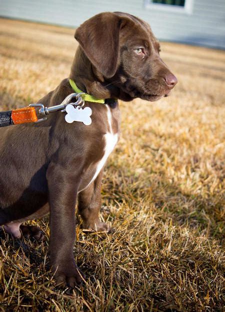 The german shorthaired pointer is intelligent, eager to learn, loyal and brave. Whit the Labrador Mix | Puppies | Daily Puppy