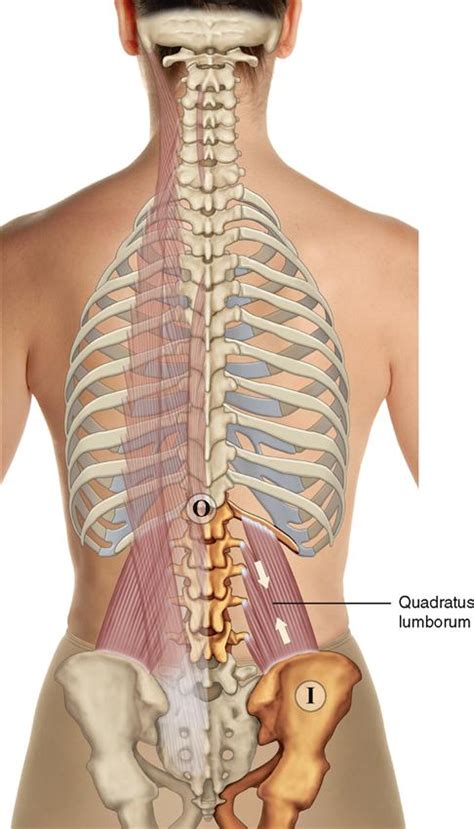 Because of its position more behind the shoulder joint,. 8. Muscles of the Spine and Rib Cage | Musculoskeletal Key