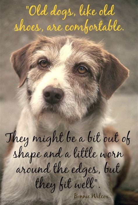 Senior Dog Quotes Yahoo Image Search Results Old Dogs Senior Dogs
