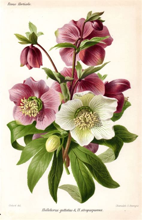 We did not find results for: 1883 Hellebore Purple White Antique Botanical Print French ...